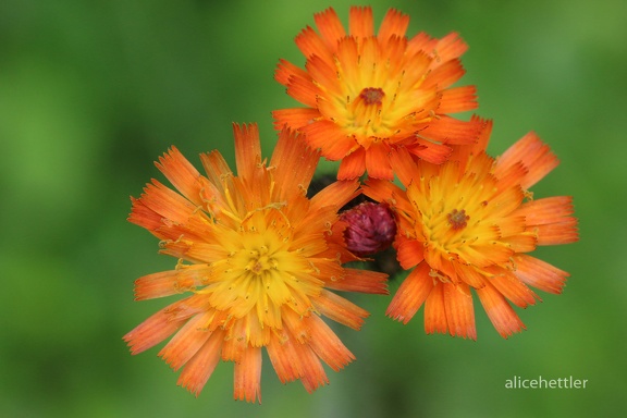 Orangerotes Habichtskraut (Hieracium aurantiacum)